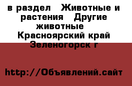  в раздел : Животные и растения » Другие животные . Красноярский край,Зеленогорск г.